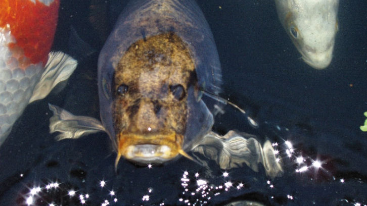 Kuksal  is de gekste vis uit de vijver