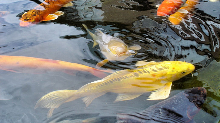 Butterfly Koi