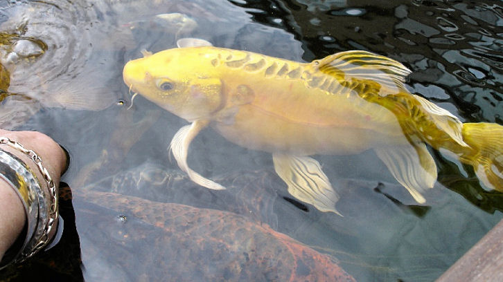 Vlinder koi (Butterfly)