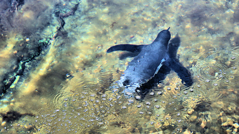 �lesund, Atlanterhavsparken.  De Pinguins