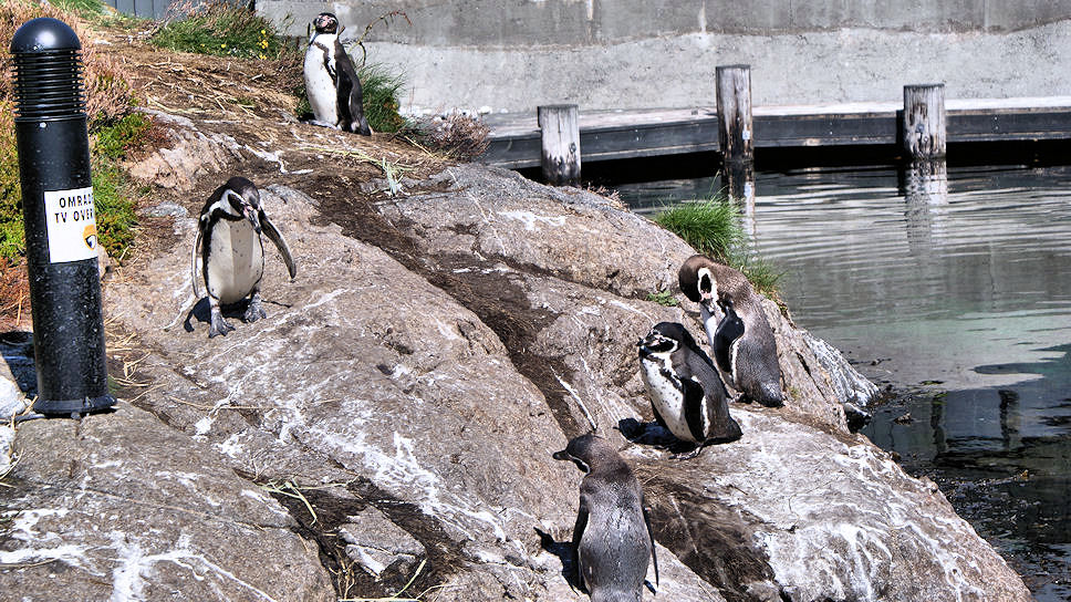 �lesund, Atlanterhavsparken.  De Pinguins