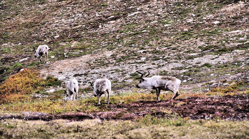 Utvikfjellet, Rendieren (Rendyre)