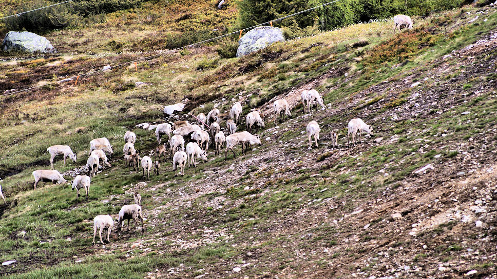 Utvikfjellet 