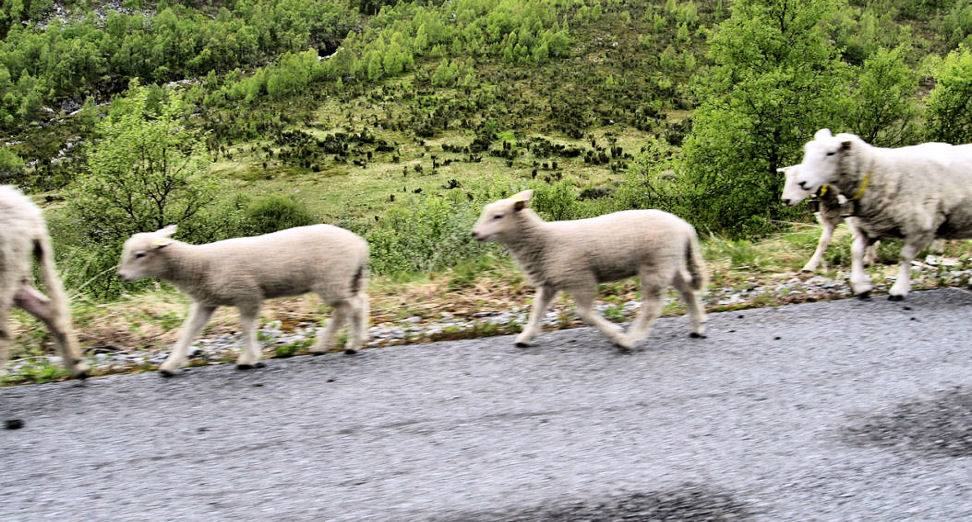Utladalen, �vre �rdal    Sauer  p� veien