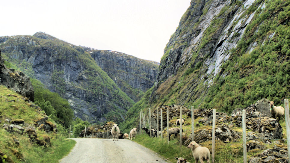 Schapen op de weg