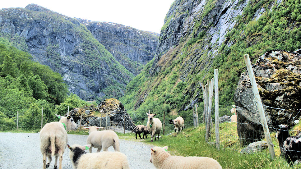 Hj�lmo. Schapen op de weg ;0))