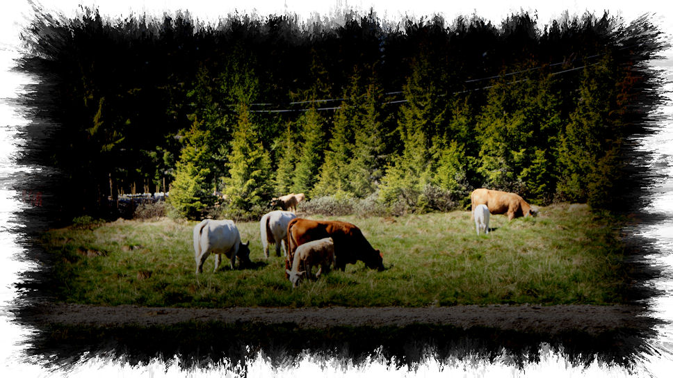 Kyr p� veien