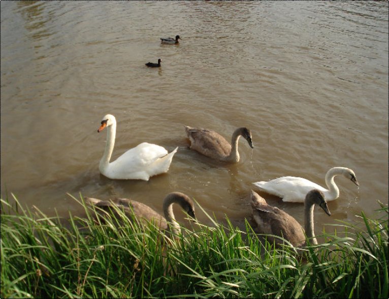 Broodje voeren aan de zwanen.